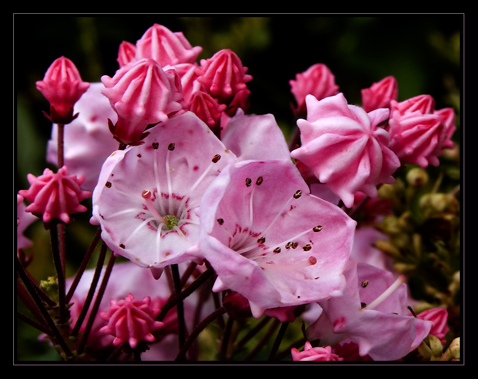 معرفی و راهنمای پرورش گیاهان زینتی - کالمیا لاتیفولیا